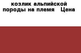 козлик альпийской породы на племя › Цена ­ 3 000 - Тульская обл., Заокский р-н Животные и растения » Другие животные   . Тульская обл.